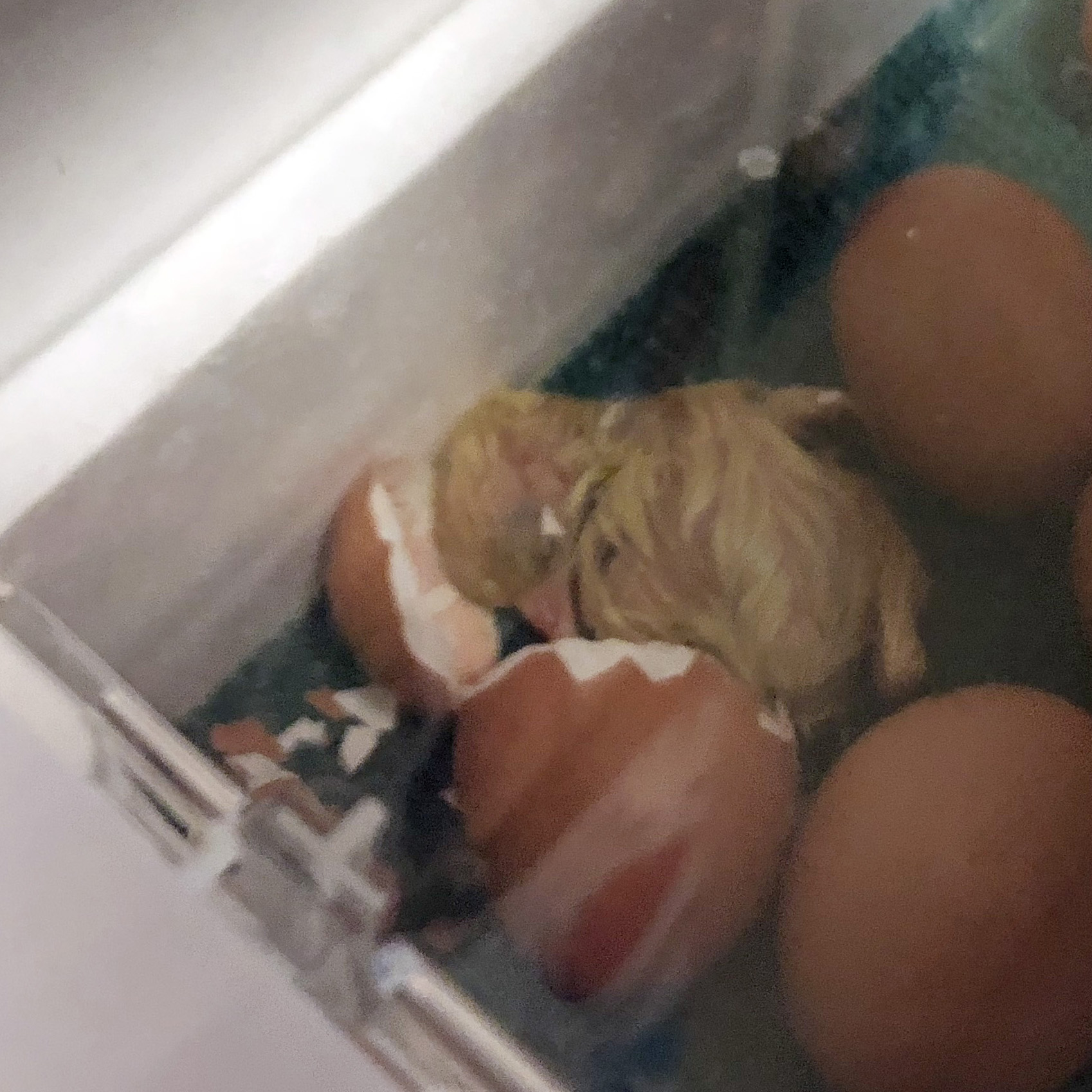 A newly hatched chick lays near its cracked shell in an incubator 