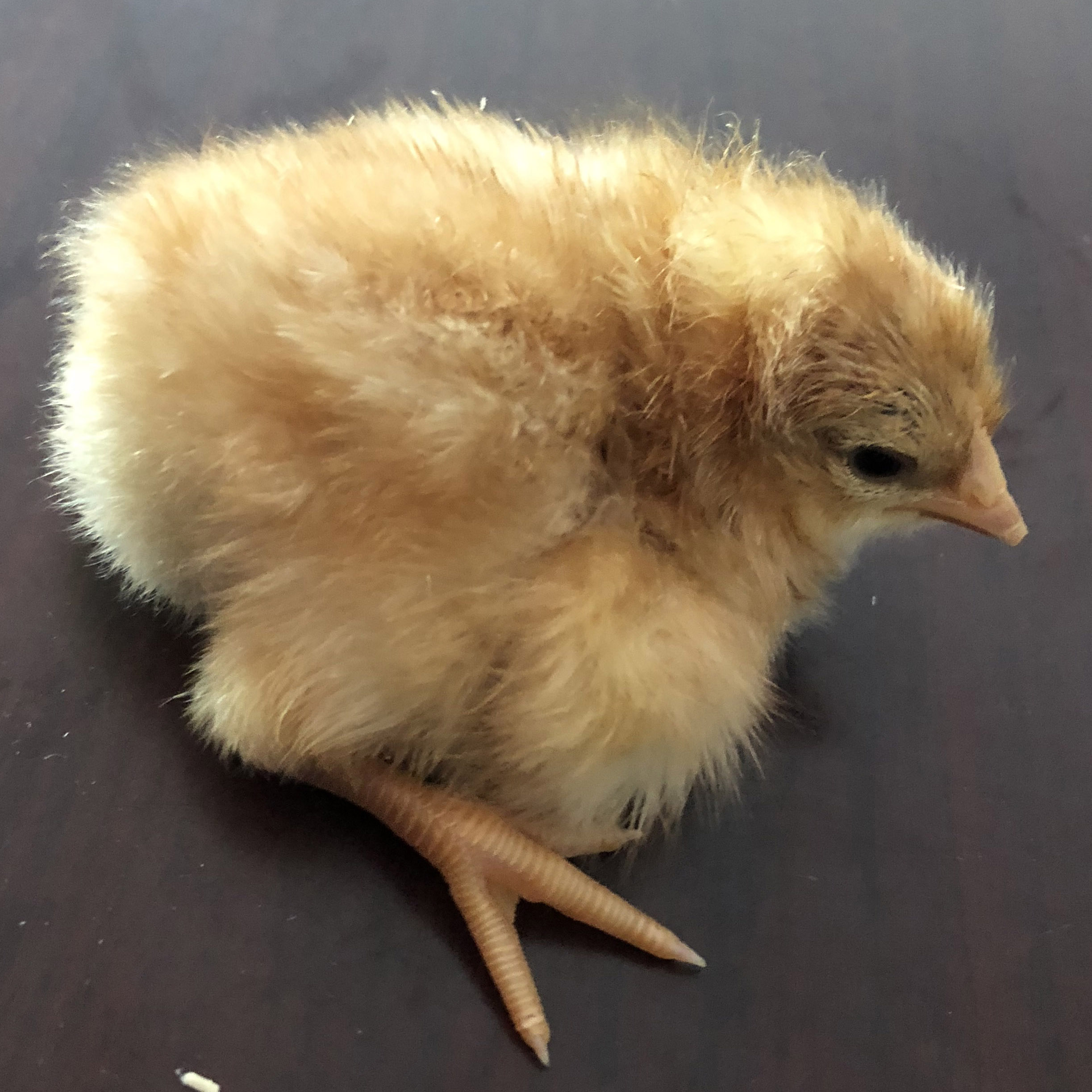 A close up of a chick