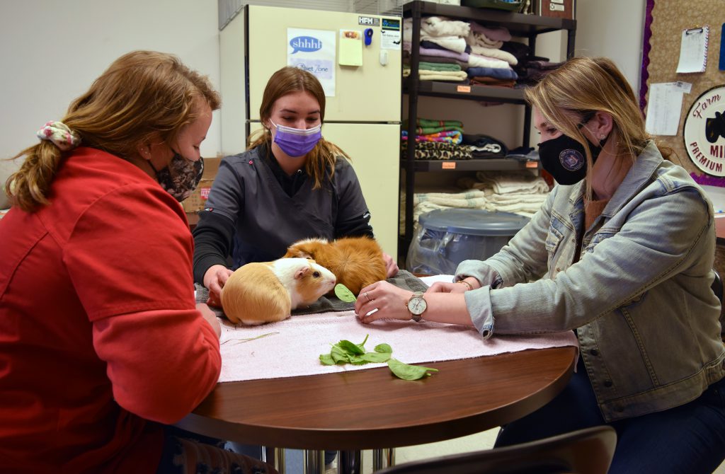 The Senator feeds a guinea pig fresh spinach as two students look on.