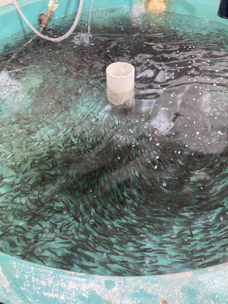 A fish tank filled with brook trout. The tank is located at SUNY Cobleskill in the Fisheries and Aquaculture program.